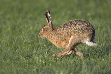 Brown Hare running in a meadow at spring - GB