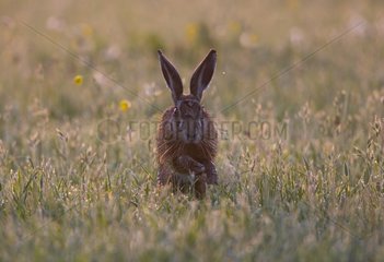 Brown Hare running in a meadow at spring at sunrise - GB