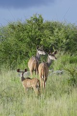 Female Greater Kudus in the Etosha NP in Namibia