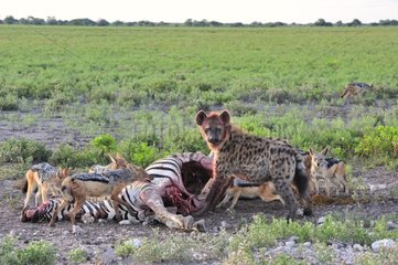 Hyena and Jackal on a Chapman's zebra carcass in Namibia