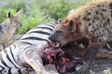 Hyena and Jackal on a Chapman's zebra carcass in Namibia