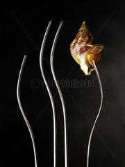 Waved whelk on a fork in the studio