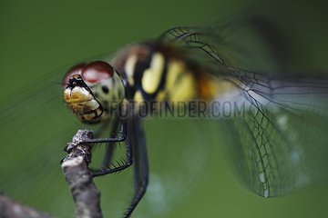 Portrait of a dragonfly on the island of Honshu in Japan
