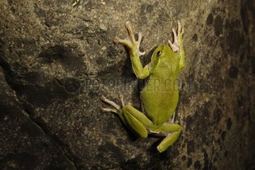 Tree frog on the island of Honshu in Japan