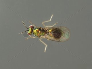 A parasitic wasp captured on Olive tree