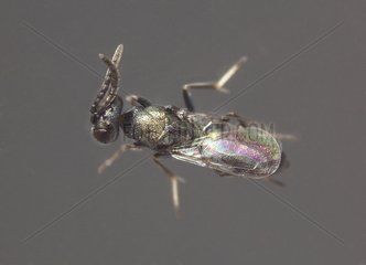 Male parasitoid