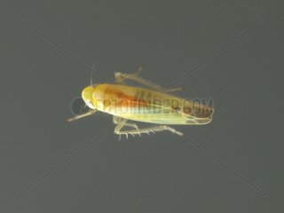 Juvenile Green Leafhoppers