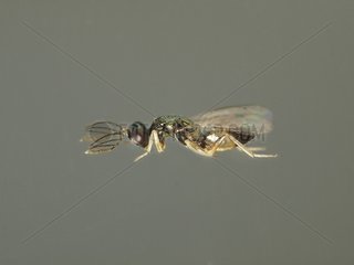 Male Parasitoid emerged from a Olive