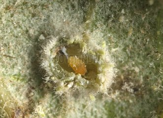 Midge larvae within a gall open [AT]