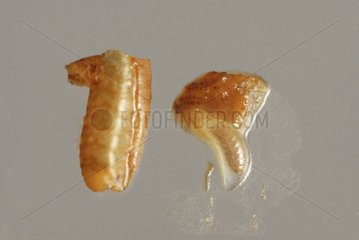 Parasitoid larvae in a pupa of a Olive fruit Fly