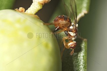 Female Olive fruit Fly laying on a Olive fruit