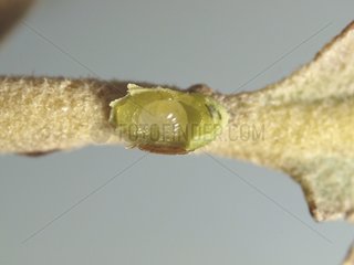 Gall Wasp galls on Holly Oak