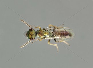 Male wasp emerged from a gall Fennel