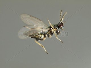 Female parasitoid of arvae olive fly