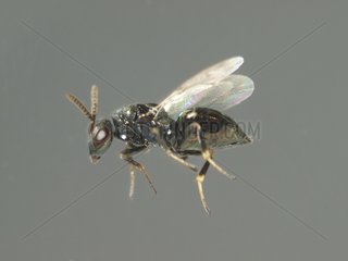 Parasitoid of larvae olive fly