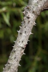 Bark of prickly castor oil tree