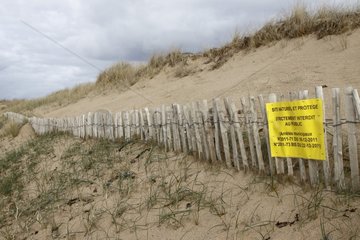 Erdeven protected dunes in Morbihan France