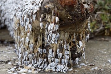 Goose-neck barnacles clustered on a stick Île-de-Bréhat