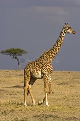 Masai Giraffe walking in the savanna Masai Mara Kenya