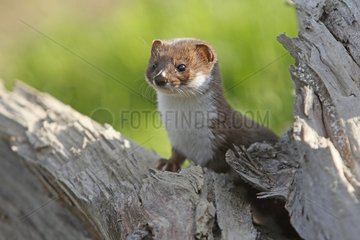 Least weasel on a stump Great-Britain