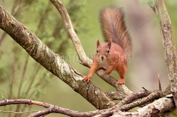 Red squirrel on a branch - Finland