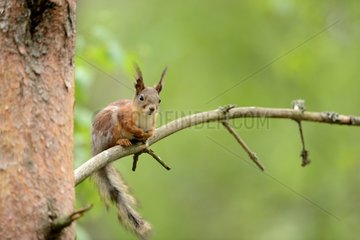 Red squirrel moulting on a branch - Finland