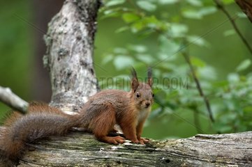 Red squirrel on a branch - Finland