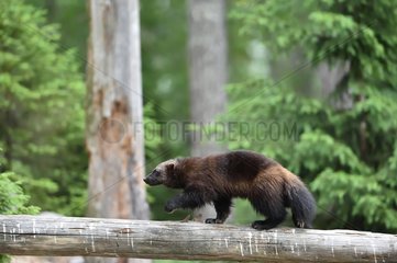 Wolverine walking on a dead trunk in forest - Finland