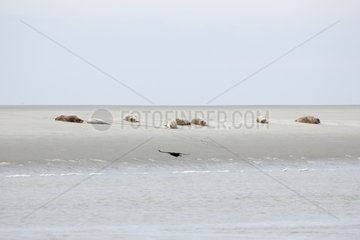 Seals on sandbar - Authie Bay France