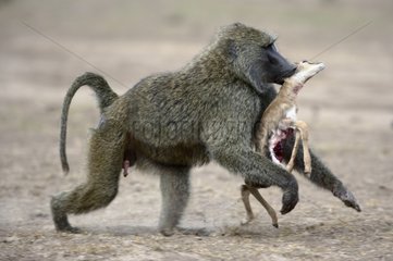 Anubis baboons fighting for young gazelle Masai Mara NR