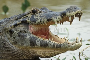 Portrait de Caïman la gueule ouverte dans une mare Pantanal