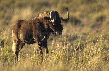 Wildebeest in savanna Masai Mara Kenya
