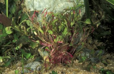 Tropische Süßwasseraquariumpflanzen