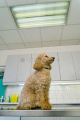 Poodle sitting on table of examination in veterinary clinic