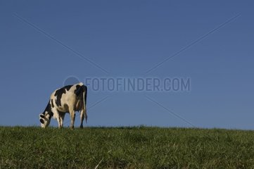 Prim'Holstein cow grazing in a meadow