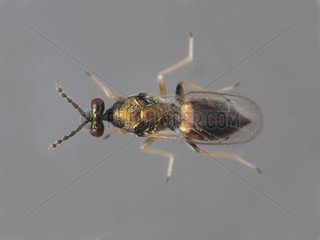 Female Parasitoid emerged from an Olive