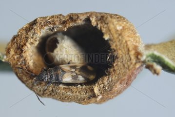 Predatory bug pest in a gall of the Oak leaf