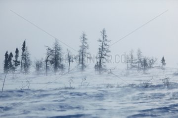 Blizzard on the tundra Churchill Canada