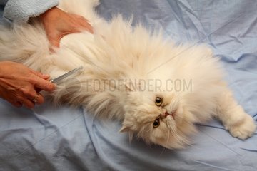 Creamy white Persian cat is being brushed by his mistress