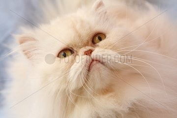 Portrait of creamy white Persian cat