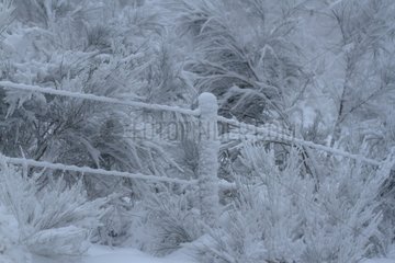 Fence and shrubs under the snow Vosges France