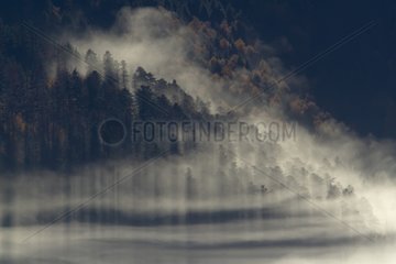Forest in the mist Gustiberg Vosges France