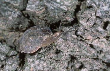 Escargot terrestre mimétique sur une écorce Espagne