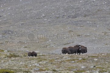 Gruppe von Muskoxen  die auf dem Tundra Dovrefjell Norwegen weiden