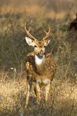 Axis deer male Bandhavgarh NP India