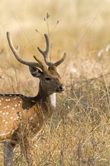 Axis deer male in velvet Bandhavgarh NP India