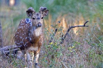 Axis deer male in velvet Bandhavgarh NP India
