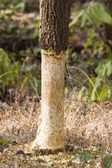 Trunk gnawed by Indian porcupine Bandhavgarh NP India