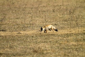 Bengal fox walking Kanha NP India