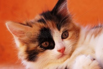 Porträt eines Tricolor -Gutter -Kätzchens